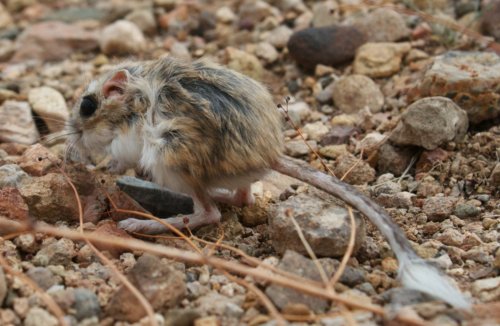 Banner-tailed kangaroo rat (*Dipodomys spectabilis*) at a grassland restoration site in New Mexico. Photo by Kevin Sierzega 