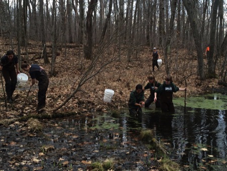 Sampling a pond for amphibians at Harriet Hollister State Park, NY.