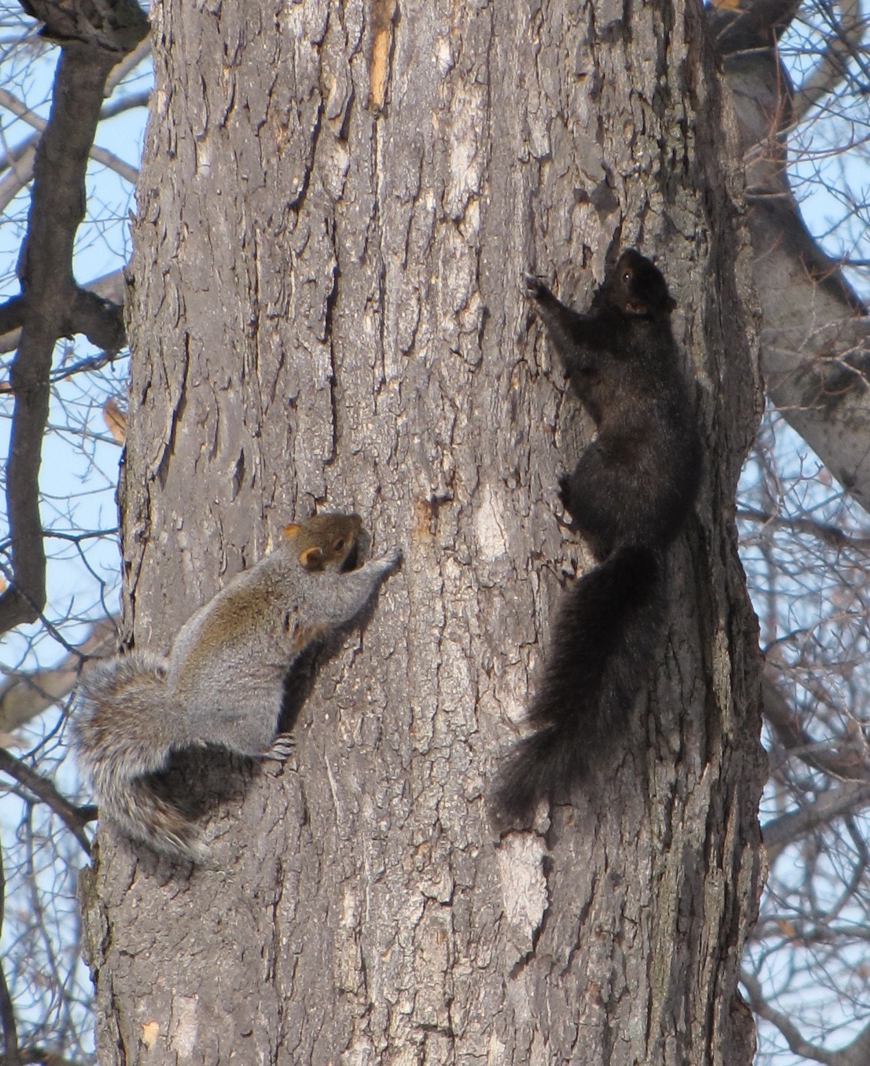 Gray and melanic color morphs of eastern gray squirrels (*Sciurus carolinensis*) in Syracuse, NY. Photo by Elizabeth Hunter. 